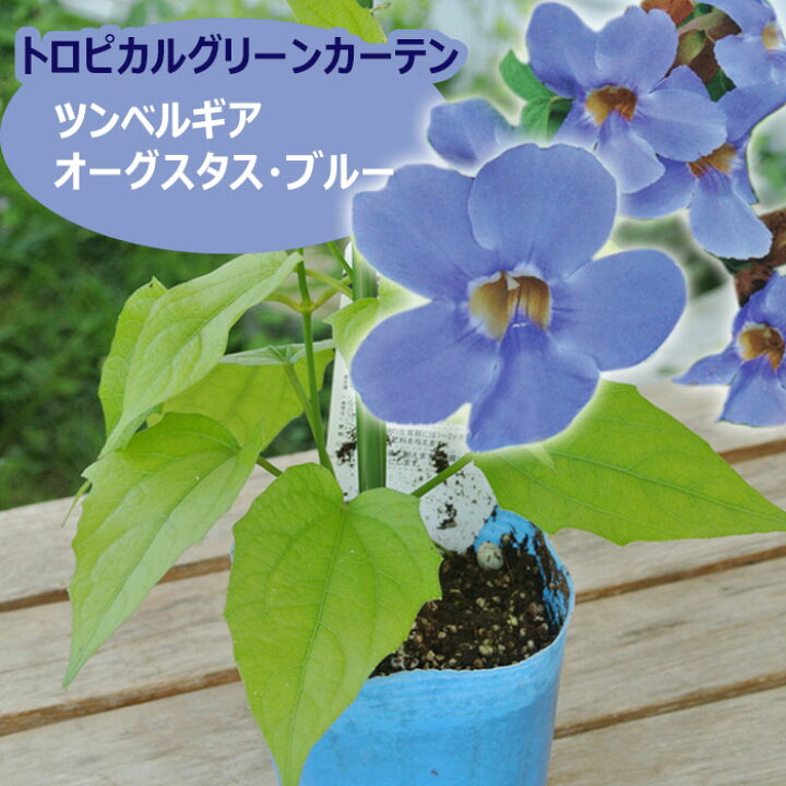 楽天市場 花苗 ツンベルギア オーガスタスブルー 1鉢3 5号 お届け中 緑のカーテン グリーンカーテン 花苗 夏 苗物 夏の花 苗 青い花 花壇 鉢植え フェンストレリス アーチ パーゴラ イングリッシュガーデン つる性 トロピカル ハッピーガーデン
