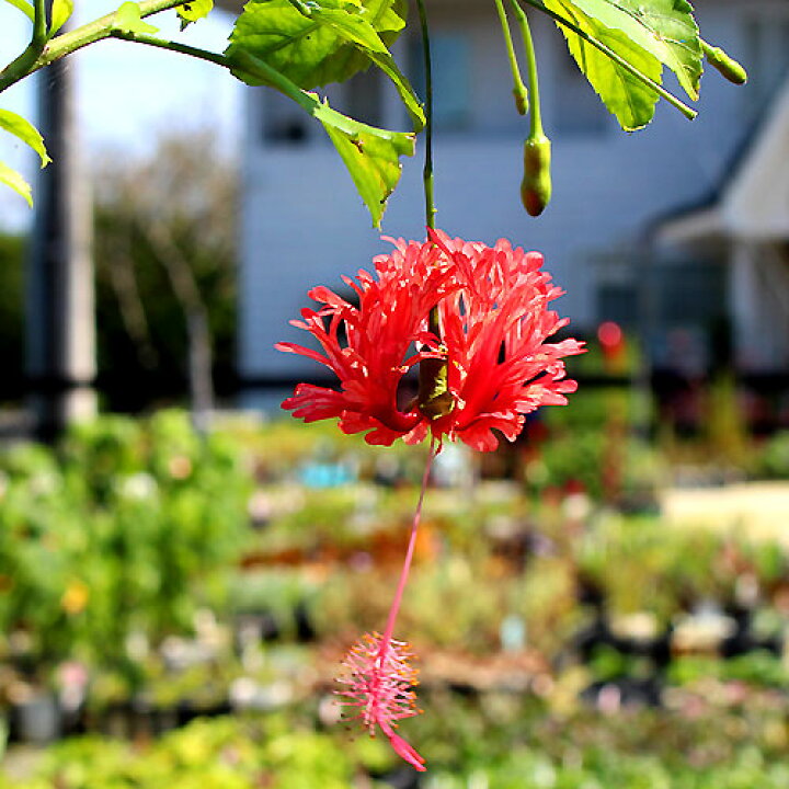 楽天市場 珍しい 花苗 ハイビスカス フウリンブッソウゲ 1鉢 お届け中 Hibiscus Schizopetalus 3号ポット 夏 花苗 夏苗 季節の花苗 苗物 多年草 夏の花 苗 ハッピーガーデン