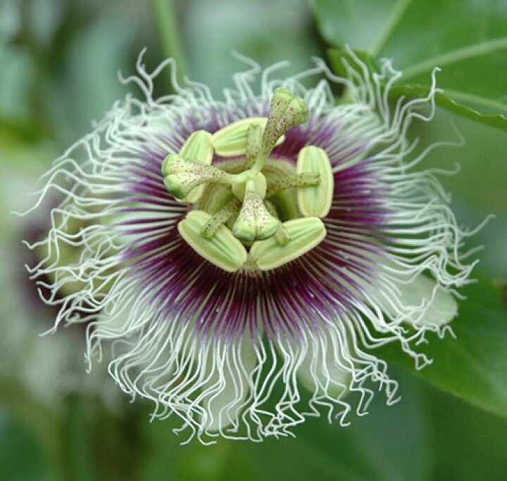 楽天市場 トケイソウ エデュリス 3号1鉢 Passiflora Edulis グリーンカーテン クライミング つる性 とけいそう 時計草 緑のカーテン よしず 花苗 夏 夏の花 苗 多年草 イングリッシュガーデン 鉢植え 庭植え ガーデニング 花壇 ハッピーガーデン
