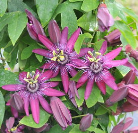 花苗 夏苗 トケイソウ ライラック・レディ 1鉢 3～3.5号【お届け中】Passiflora Lilac Lady 夏の花 花壇 庭植え 緑のカーテン 時計草 節電 よしず ガーデニング 花苗 つる性植物 クライミングタイプ グリーンカーテン パッションフルーツ 暑耐性 日陰