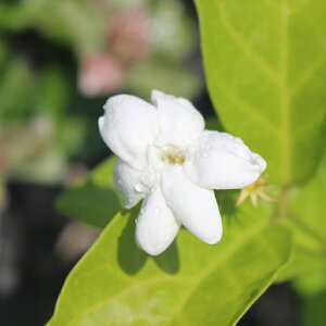 ԕc WX~ sJP }cJ d炫  F 1 3y͂zJasminum sambac Grand Duke of Tuscany 仉 n[u  Ԗ MѐA A 鐫 