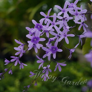 ԕc  ygA EHrX 2킩Iׂ 3`3.5 1y͂zPetrea volubilis 鐫 MщԖ ĕc   K[f K[fjO Ԓd A MѐA nbs[K[f