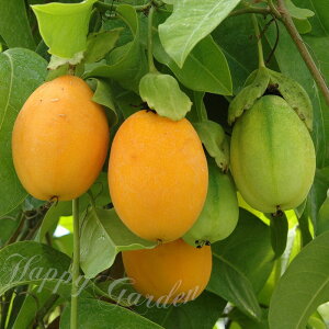 c  EH[^[ 1 3`3.5 ~Yy͂zPassiflora laurifolia 鐫  MѐA A ʎ c K[f nbs[K[f