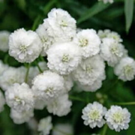 花苗 春苗 アキレア マシュマロ 1鉢 3～3.5号【お届け中】Achillea ptarmica 夏苗 夏 苗 花の苗 白花 耐寒性多年草 花壇 庭植え ガーデニング ガーデン イングリッシュガーデン ハッピーガーデン 2024SPR