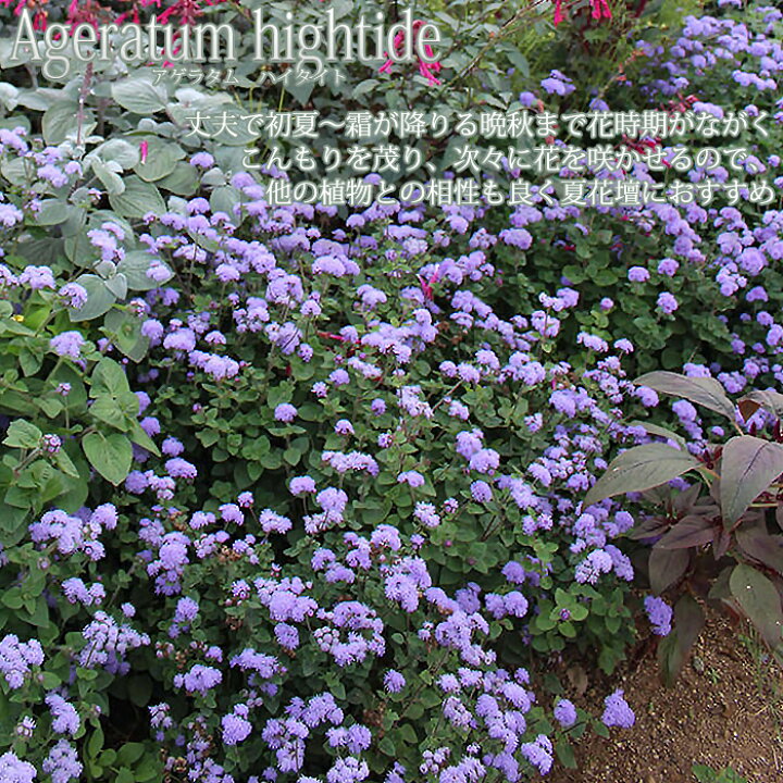 楽天市場 花苗 アゲラタム ハイタイト 選べる2色 1鉢3号 お届け中 Ageratum Hightide 夏苗 非耐寒性多年草 花苗 夏の花 苗 一年草 青花 白花 草丈中低 苗 庭植え ガーデニング 花壇 キャッシュレス還元対象 ハッピーガーデン 楽天市場 花苗 アゲラタム ハイタイト 選べる2色 1鉢3号 お届け中 Ageratum Hightide 夏苗 非耐寒性多年草 花苗 夏の花 苗 一年草 青花 白花 草丈中低 苗 庭植え ガーデニング 花壇 キャッシュレス還元対象 ハッピーガーデン