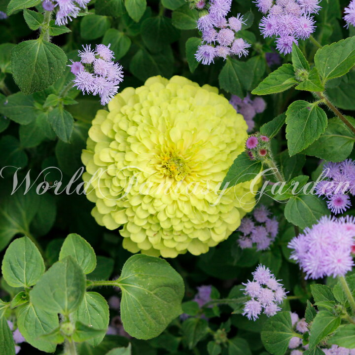 楽天市場 花苗 アゲラタム ハイタイト 選べる2色 1鉢3 3 5号 お届け6月上旬 先行予約 Ageratum Hightide 夏苗 非耐寒性多年草 花苗 夏の花 苗 一年草 青花 白花 草丈中低 苗 庭植え ガーデニング 花壇 22spr ハッピーガーデン
