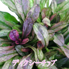 花苗 アジュガ ディクシーチップ 1鉢 2.5号～3号【お取り寄せ 通年販売】Ajuga tenorii Dixie Chip 銅葉 青花 グランドカバー 多年草 周年 シェイドガーデン 多年草 花壇 グランドカバー 寄せ植え 根しめ ガーデニング 花苗 ハッピーガーデン