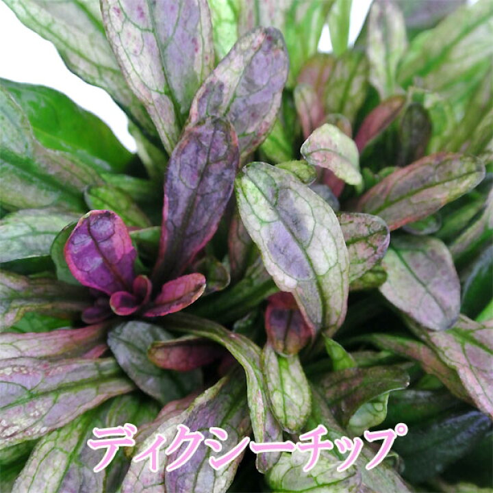 楽天市場 花苗 アジュガ ディクシーチップ 1鉢 2 5号 3号 お届け中 Ajuga Tenorii Dixie Chip 銅葉 青花 グランドカバー 多年草 周年 シェイドガーデン シェードガーデン 日陰 多年草 花壇 グランドカバー 寄せ植え 根しめ ガーデニング 花苗 ハッピーガーデン