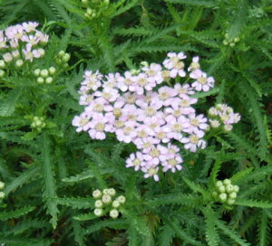 ԕc ALA up[h 1 3.5O|bg y͂z Achillea sibirica Love Parade  h  mRM\E ̂葐  N Ԃ̕c c Ϗ  c N A A