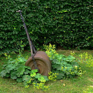 c ԕc AP~ X 1 3`3.5y͂zAlchemilla mollis fB[X}g N h J[[t c  䒆 CObVK[f K[fjO  ϊ 