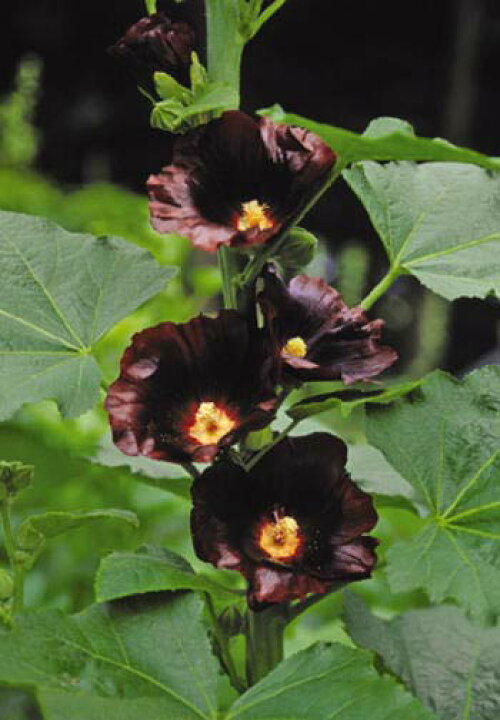 楽天市場 花苗 一重咲きフヨウアルセア ブラックナイト 1鉢 お届け中 草丈高い 黒花 多年草 イングリッシュガーデン 宿根 ホリッホック タチアオイ ハッピーガーデン