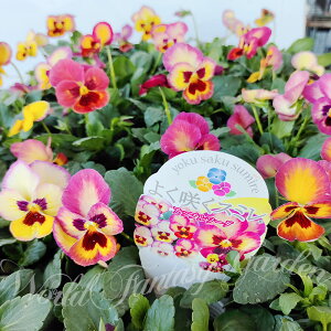 花苗 秋 冬 よく咲くスミレ アップルソーダ 2鉢セット【お届け中】pansy パンジー ビオラ スミレ 苗 花苗 冬 一年草 イングリッシュガーデン 寄せ植え 鉢植え 庭植え 花壇 ガーデニング 地植え