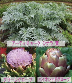 花苗 多年草 アーティーチョーク 2種より選択 1鉢 3～3.5号【お届け中】宿根草 苗 草丈高い 秋 グリーングローブ/バイオレットグローブ Artichokes アーティチョーク　高級野菜 ハッピーガーデン 2024春