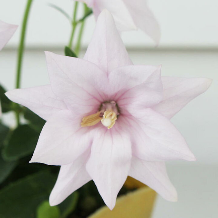 楽天市場 花苗 キキョウ アストラ ピンク 1鉢 3 3 5号 お届け中 Platycodon Grandiflorus 耐寒性 多年草 苗 キキョウ 桔梗 花の苗 バルン フラワー 22spr ハッピーガーデン