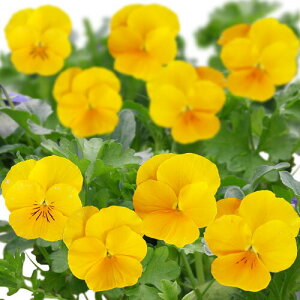 ԕc t rI rr NACG[Cv 2Zbgy͂zrI c ԕc ~ ϊ N viola CObVK[f 񂹐A K[fjO A A Ԓdy2025Vz