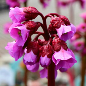 ԕc H N h  xQjA EB^[O[ 1 3~3.5y10{`͂ Hcs\zBergenia cordifolia 'Winter Glow' q}LmV^  A A 񂹐A J[[