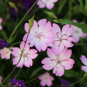 c ԕc tc rXJA `F[ubT IׂZbg 3`3.5 y͂3{`tcs\zBiscaria N ~c  䒆 CObVK[f c A A K[fj