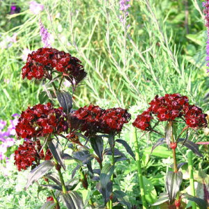 �ԕc �H ���N�� �h���� �� �_�C�A���T�X �u���b�N�x�A�[ 1�� 3~3.5���y���͂����zDianthus barbatus Black ���t �ԉ� ���� �C���O���b�V���K�[�f�� �ϊ�������Ώh���� �Ȃł��� �i�f�V�R ���䒆 �Ԓd