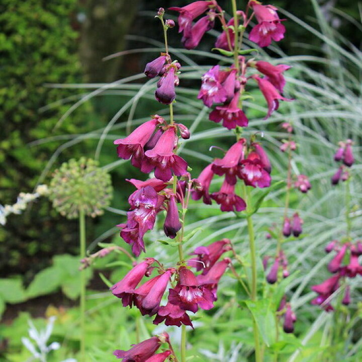 楽天市場 花苗 秋 ペンステモンブラックバード 1鉢3 5号 お届け中 Penstemon Blac Bird 宿根草 耐寒性 花苗 秋 苗 寄せ植え 紫花 イングリッシュガーデン 鉢植え 庭植え ガーデニング 花壇 22aki ハッピーガーデン