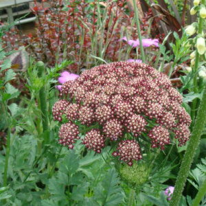 ԕc H N  ubN[Xt[ 1 3~3.5y10{`͂ Hcs\zDaucus carota var.sativus Black Knight mjW ԉ t H A A ϊEN CObV