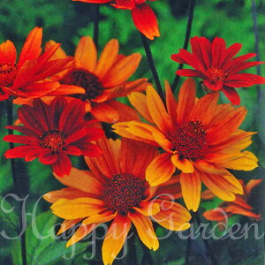 ԕc H N h  wIvVX u[fBOn[g 1 3`3.5y10{?͂ Hcs\zHeliopsis helianthoides var scabra Bleeding Hearts Ԓd A A CObVK[f 