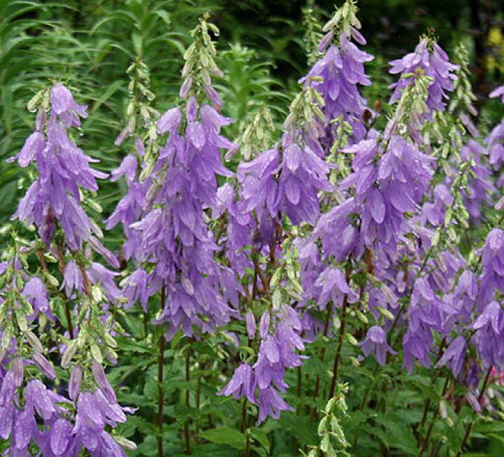 楽天市場 花苗 冬 カンパニュラ ラプンクロイデス 1鉢 3 3 5号 お届け中 Campanula Rapunculoidesa 花苗 冬苗 冬苗 宿根草 苗 花の苗 青花 草丈高 イングリッシュガーデン 鉢植え 庭植え ガーデニング 花壇 21aki ハッピーガーデン