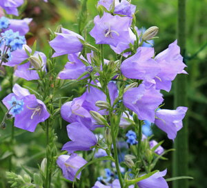 ԕc  h Jpj enr[eB 1 3.5O|bg ԂȂł͂y͂zCampanula persiciflolia Telham Beauty  CObVK[f K[fjO H ~ t nbs