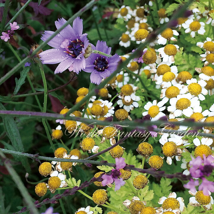 楽天市場 花苗 宿根草 秋植え カタナンケ 2種より選択 1鉢3 5号 お届け中 Catananche Amor Bliue Amor Alba アモールブルー アモールアルバ 花苗 宿根草 苗 耐寒性 白花 青花 ハッピーガーデン