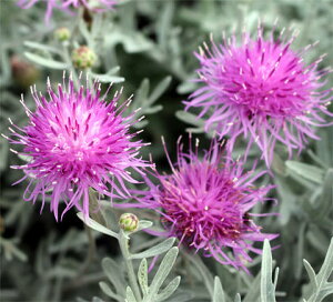 ԕc H N h  Zg[A MmJp 1 3.5y10{?͂ Hcs\zCentaurea gymnocarpa h N  Vo[[t J[[t Hc ~c A A 