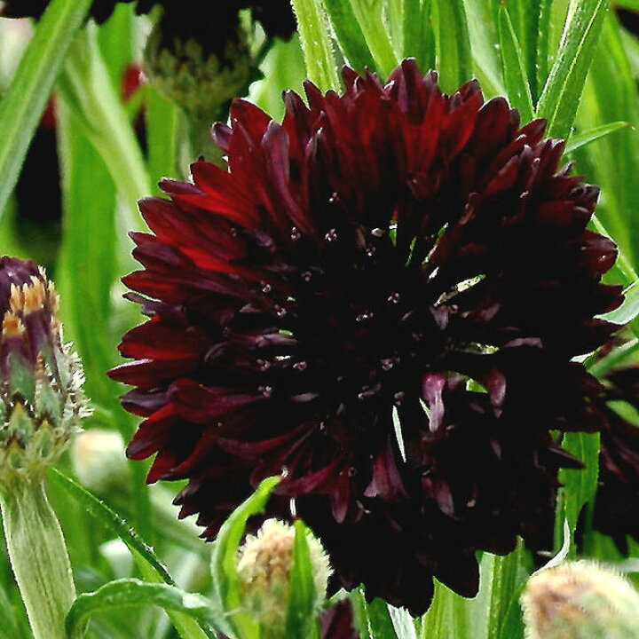 楽天市場 花苗 秋 セントーレア ブラックボール 1鉢3 3 5号 お届け中 Centaurea Black Ball 花苗 秋 苗 一年草 耐寒性 草丈中 花の苗 黒花 矢車草 イングリッシュガーデン 鉢植え 庭植え ガーデニング 花壇 21aki ハッピーガーデン