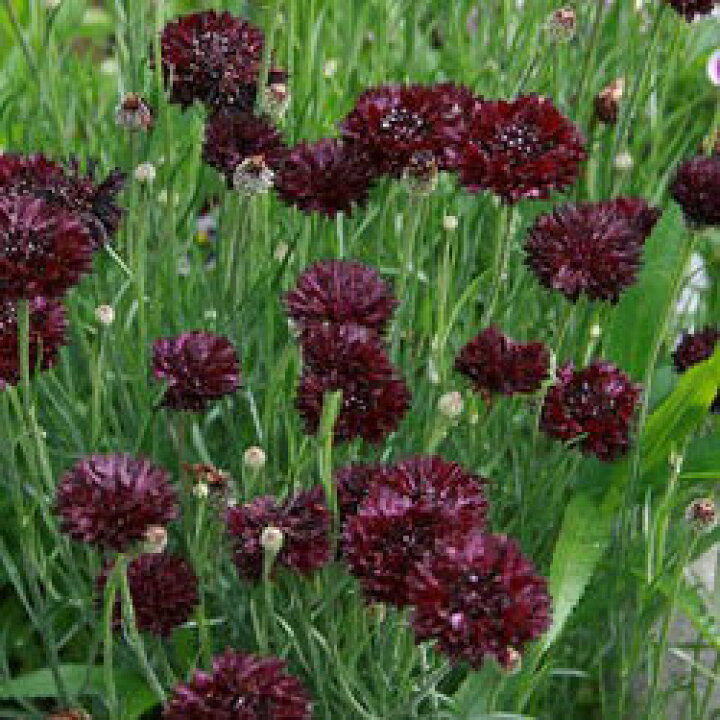 楽天市場 花苗 冬 春 セントーレア ブラックボール 1鉢3 3 5号 お届け中 Centaurea Black Ball 花苗 秋 苗 一年草 耐寒性 草丈中 花の苗 黒花 矢車草 イングリッシュガーデン 鉢植え 庭植え ガーデニング 花壇 21aki 22spr ハッピーガーデン