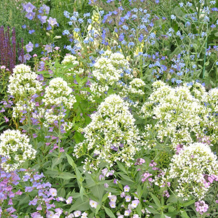 楽天市場 花苗 秋 セントランサス 選べる2種 1鉢3 3 5号 お届け10月下旬 秋苗先行予約 宿根草 花苗 赤花 白花 イングリッシュガーデン 苗 鉢植え 庭植え ガーデニング 花壇 コッキネウス スノウクラウド Centranthus Ruber Coccineus 22aki ハッピーガーデン