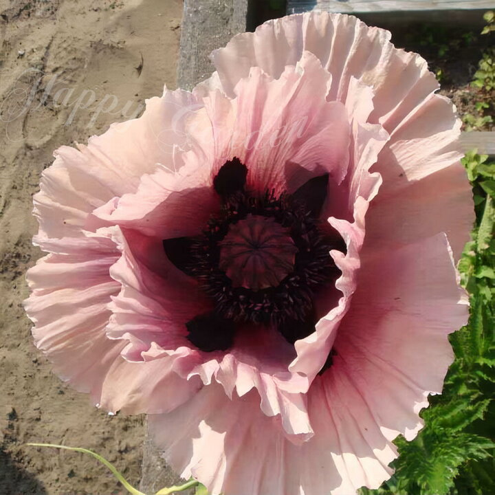 楽天市場】花苗 春 冬 秋 一年草 花 オリエンタルポピー チェッカーズ 