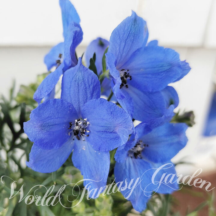 楽天市場 花苗 デルフィニウム チアブルー 1鉢 3 3 5号 お届け中 Delphinium 冬 苗 宿根草 花苗 草丈高 青花 花の苗 イングリッシュガーデン 鉢植え 庭植え 耐寒性 ガーデニング 花壇 デルフィニューム ハッピーガーデン