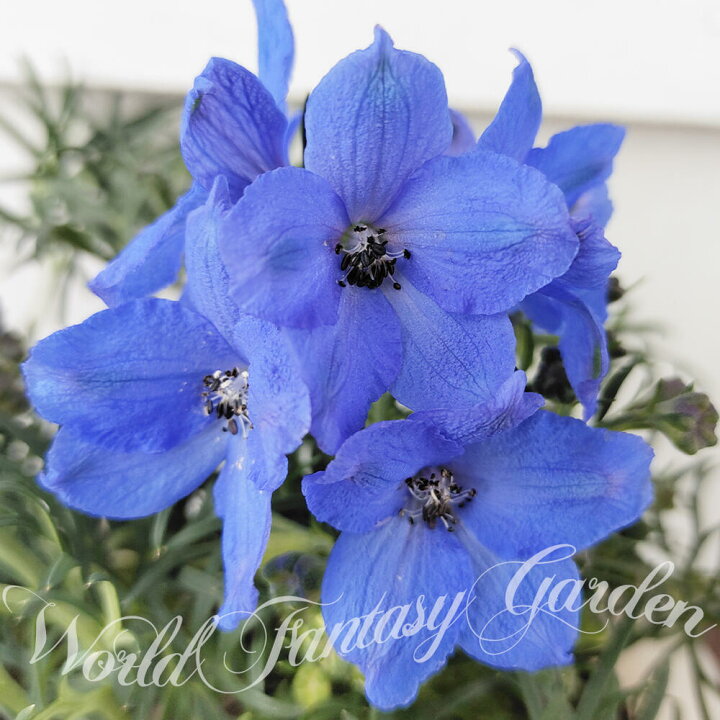 楽天市場 花苗 デルフィニウム チアブルー 1鉢 3 3 5号 お届け中 Delphinium 冬 苗 宿根草 花苗 草丈高 青花 花の苗 イングリッシュガーデン 鉢植え 庭植え 耐寒性 ガーデニング 花壇 デルフィニューム ハッピーガーデン