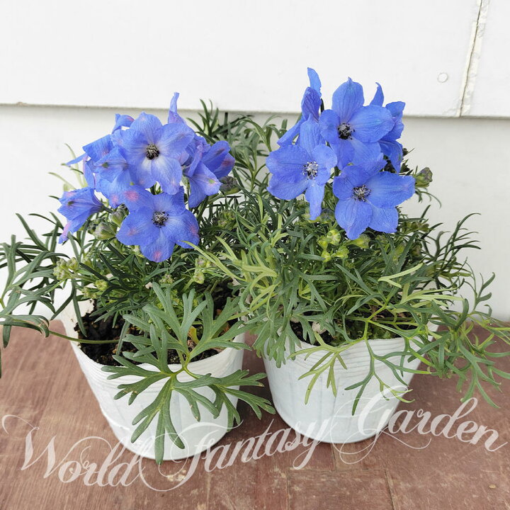 楽天市場 花苗 デルフィニウム チアブルー 1鉢 3 3 5号 お届け中 Delphinium 冬 苗 宿根草 花苗 草丈高 青花 花の苗 イングリッシュガーデン 鉢植え 庭植え 耐寒性 ガーデニング 花壇 デルフィニューム ハッピーガーデン