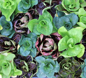 c n[u c `R 1 3O|bgy͂zCichorium intybus N  J[[t ԕc A A K[fjO Ԓd nbs[K[f