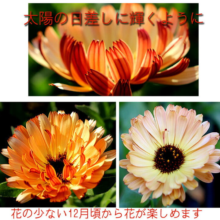 楽天市場 花苗 春 カレンジュラ コーヒークリーム 1鉢 3 5号 お届け中 Caledula Coffee Creamカレンデュラ 花苗 春 苗 耐寒性 一年草 鉢植え 庭植え 寄せ植え ガーデニング 花壇 0430 ハッピーガーデン