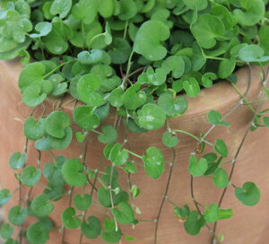 ԕc H fBRh GhtH[Y 1 3`3.5y͂zDichondra _CRh N c OhJo[ A A K[fjO Ԓd tc nbs[K[f