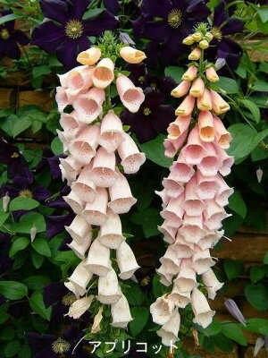 楽天市場 花苗 秋 ジキタリス 15種よりセレクト 1鉢3 5号 お届け中 Digitalis ジギタリス 苗 寄せ植え 花苗 宿根草 耐寒性 2年草 草丈高 イングリッシュガーデン ガーデニング 21aki ハッピーガーデン