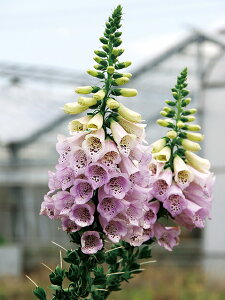 ԕc H N h  WL^X c Iׂ21 1 3.5y͂zDigitalis h ϊ 2N tcA CObVK[f H ~ nbs[K[f Ԓd N@䍂 Av