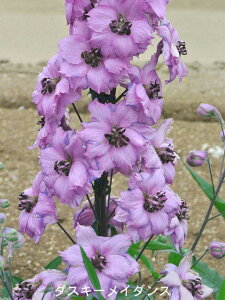 ԕc H N h  ftBjE pVtBbNWCAg^ Iׂ7 13.5y11{`͂ Hcs\zDelphinium Pacific Giant c H ~ t h ϊ   CO