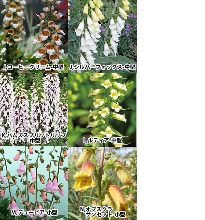楽天市場 花苗 秋 ジキタリス 15種よりセレクト 1鉢3 5号 お届け中 Digitalis ジギタリス 苗 寄せ植え 花苗 宿根草 耐寒性 2年草 草丈高 イングリッシュガーデン ガーデニング 21aki ハッピーガーデン