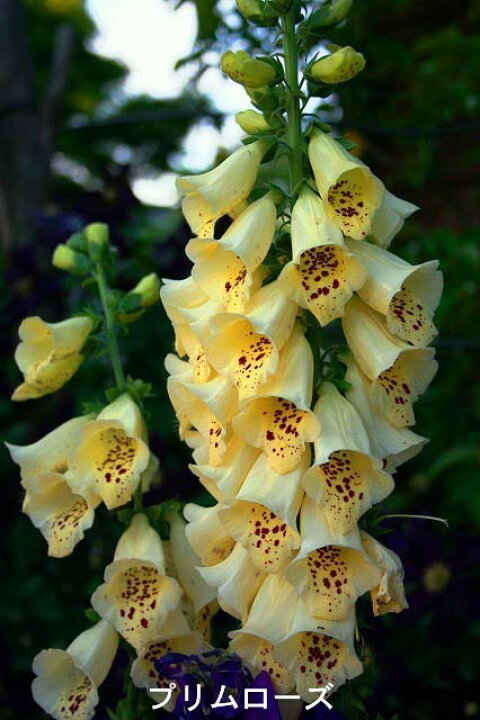 楽天市場 花苗 秋 ジキタリス 15種よりセレクト 1鉢3 5号 お届け中 Digitalis ジギタリス 苗 寄せ植え 花苗 宿根草 耐寒性 2年草 草丈高 イングリッシュガーデン ガーデニング 21aki ハッピーガーデン