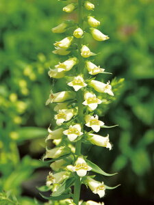 ԕc H N h  WL^X c Iׂ21 1 3.5y͂zDigitalis h ϊ 2N tcA CObVK[f H ~ nbs[K[f Ԓd N@䍂 Av