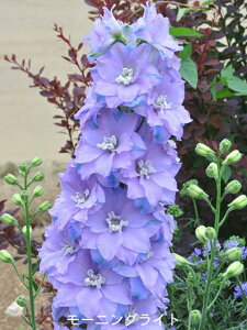 ԕc H N h  ftBjE pVtBbNWCAg^ Iׂ7 13.5y11{`͂ Hcs\zDelphinium Pacific Giant c H ~ t h ϊ   CO