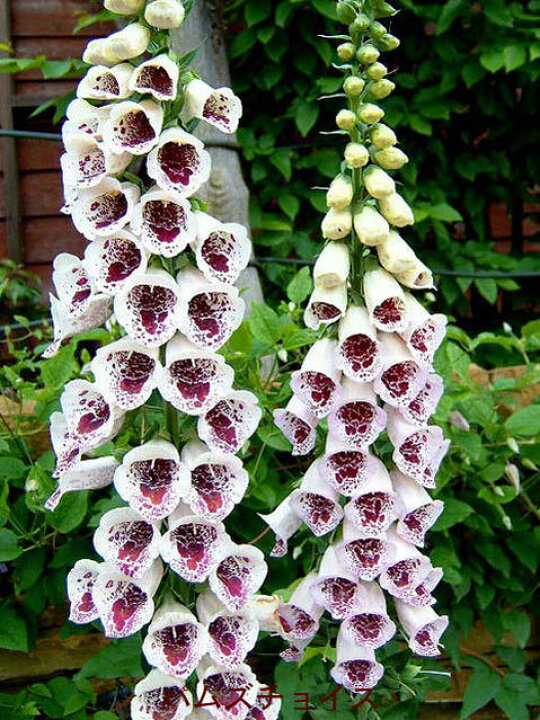 楽天市場 花苗 秋 ジキタリス 15種よりセレクト 1鉢3 5号 お届け中 Digitalis ジギタリス 苗 寄せ植え 花苗 宿根草 耐寒性 2年草 草丈高 イングリッシュガーデン ガーデニング 21aki ハッピーガーデン