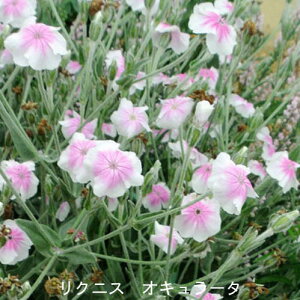 ԕc H N h  NjX 4I 1 3`3.5y10{?͂ Hcs\z Lychnis coronaria alba AgTMlX Ao IL[^ vCx[gwu t J[[