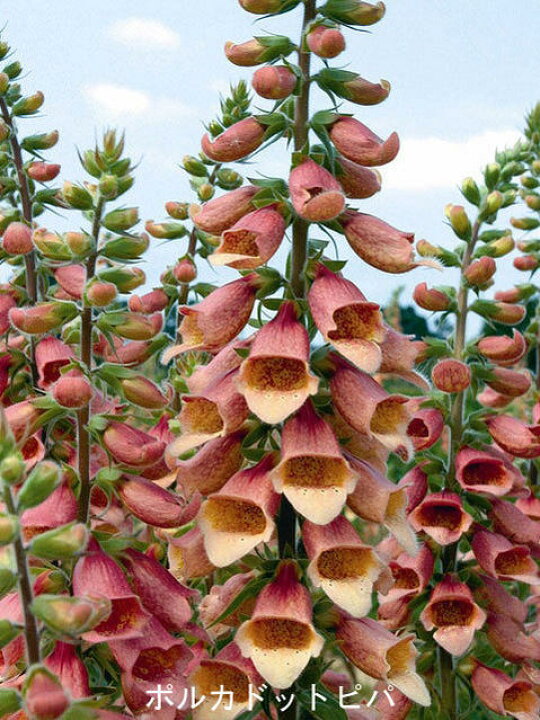 楽天市場 花苗 秋 ジキタリス 15種よりセレクト 1鉢3 5号 お届け中 Digitalis ジギタリス 苗 寄せ植え 花苗 宿根草 耐寒性 2年草 草丈高 イングリッシュガーデン ガーデニング 21aki ハッピーガーデン