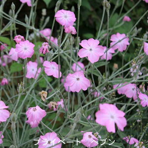 ԕc H N h  NjX 4I 1 3`3.5y10{?͂ Hcs\z Lychnis coronaria alba AgTMlX Ao IL[^ vCx[gwu t J[[